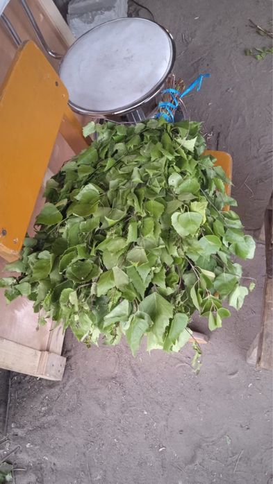 Банный веник из березы
