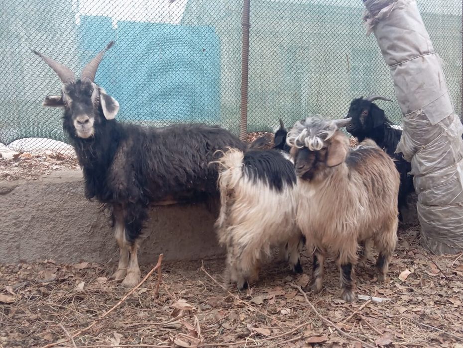 Эчки сотилади ейиши яхши соглом