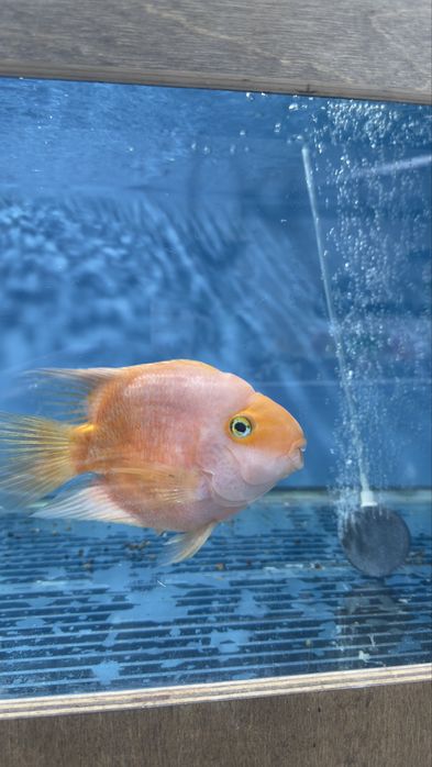 Аквариумные рыбы Попугаи крупные