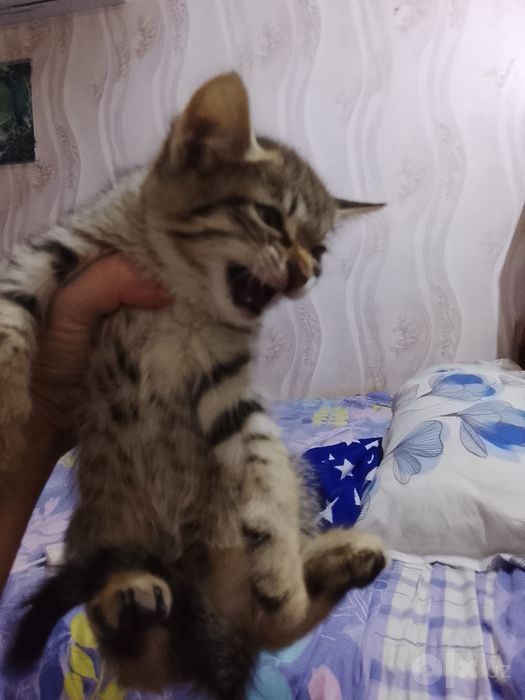 Отдам даром котят