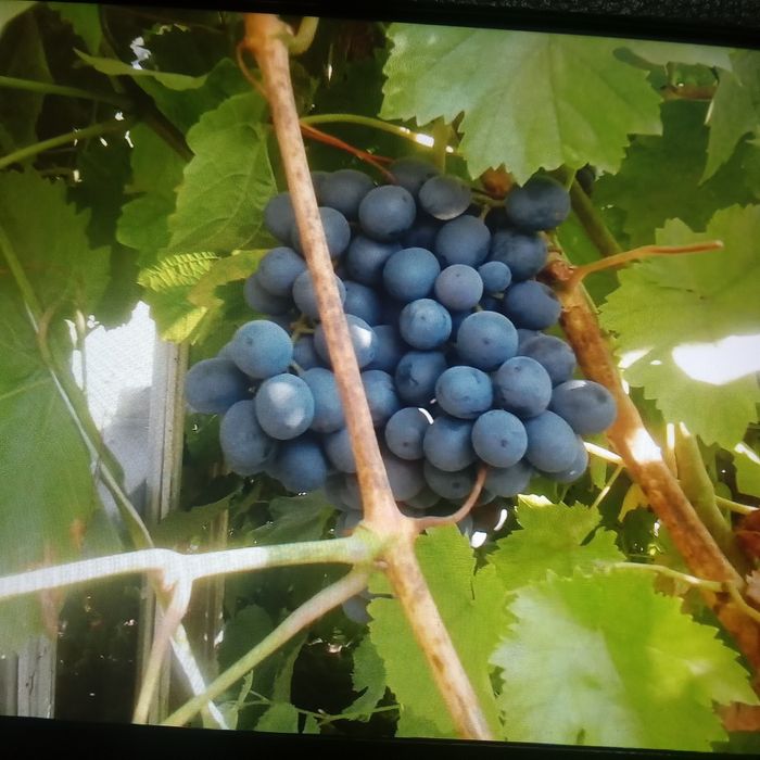Продам чебуки винограда.