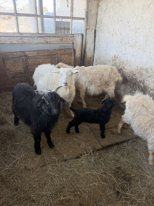 Козы домашние, молочные