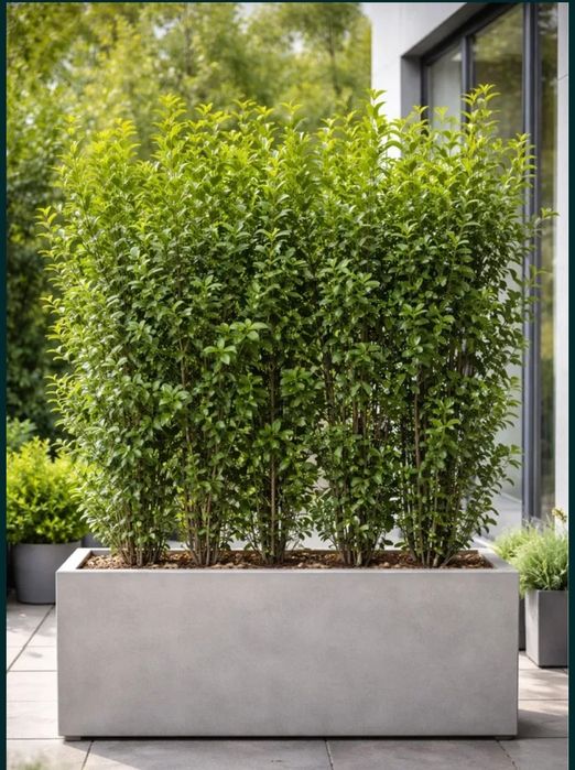 Gard viu ligustrum
