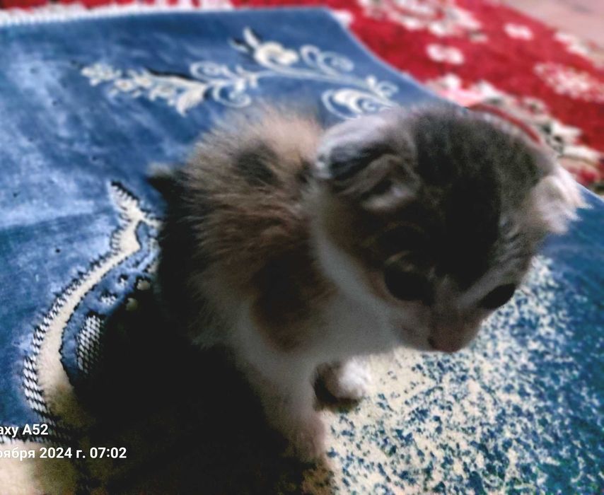 Мушук севувчилар учун мехрибон мушук.