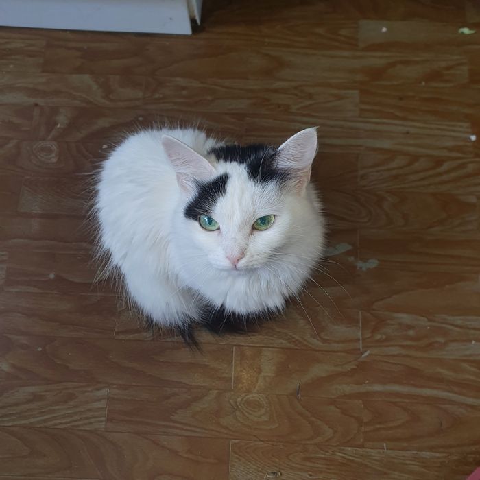 Отдам кошечку в добрые руки