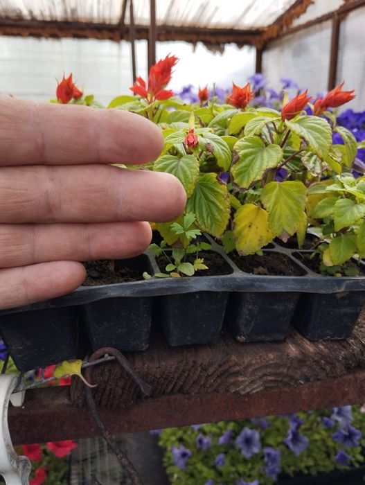 Продам рассаду цветов