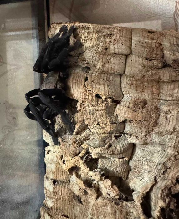 Паук cyriopagopus sp.hati hati