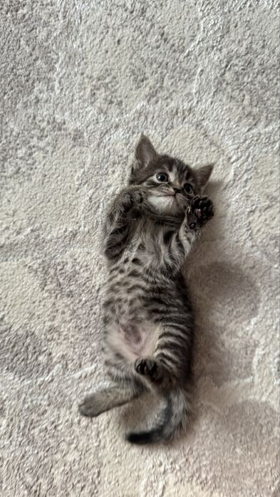 Котенок в добрые руки
