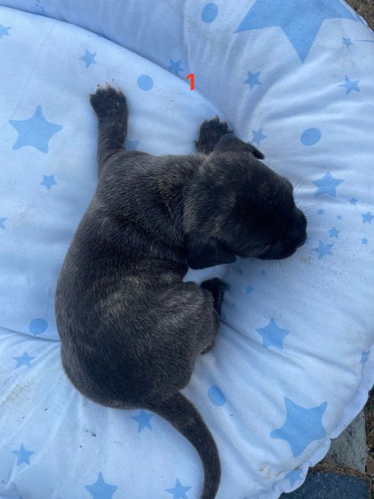 Малки кученца френски булдог