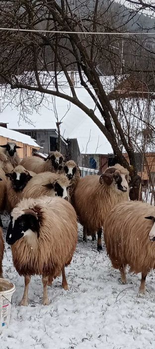 Vând un berbec brez