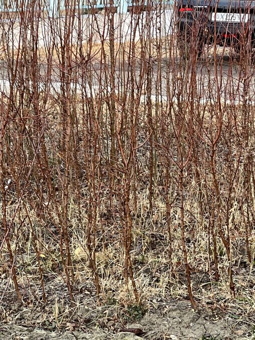 Ўрик ва узум кўчатлари сотилади