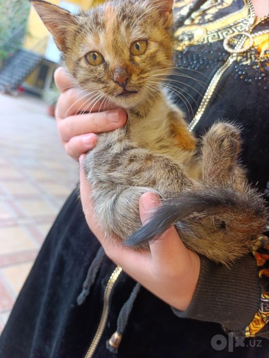 Отдаём котят в хорошие руки