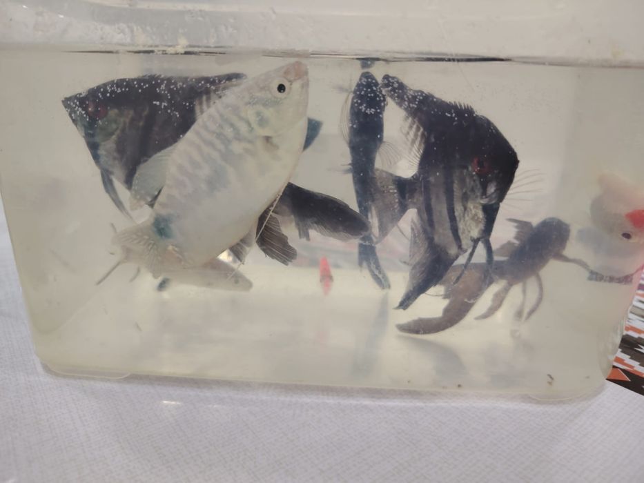 Аквариум балыктар сатылады