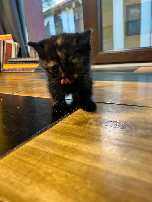 Коте търси своя дом