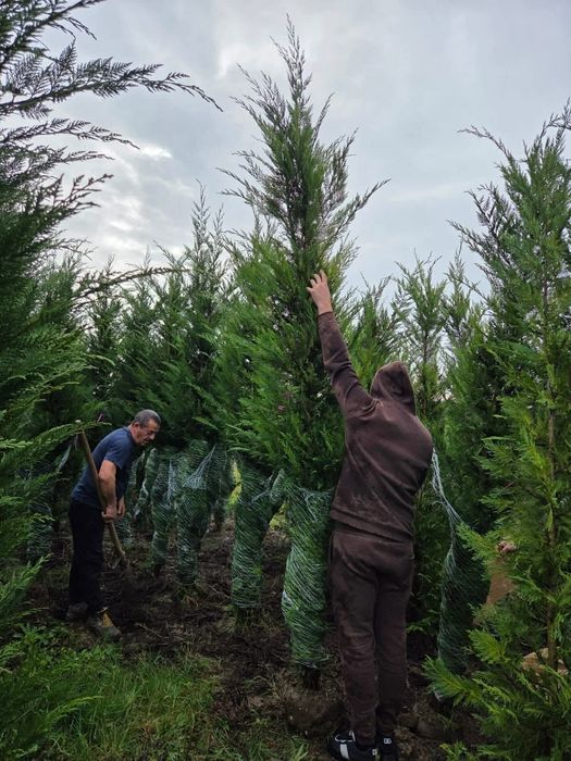 • Vand cupressus leylandii
• Ideal pentru formarea unui gard viu verde veșnic natural 

• Înălțime 2.5m - 3m după plantare

• Livrez si plantez în toa