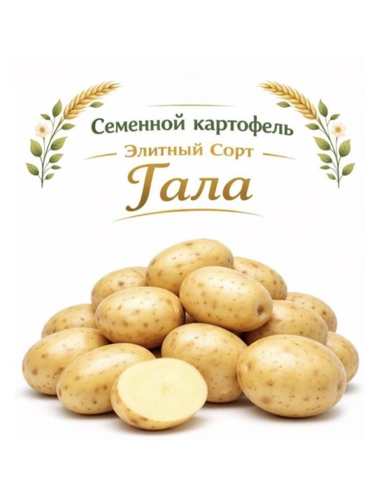 Продам семенной картофель Гала