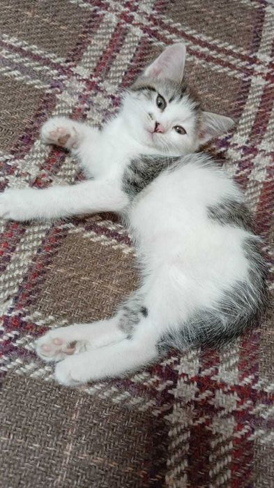 домашние кошки и котята!
