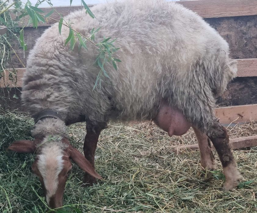 Miei (berbecuți) Awassi