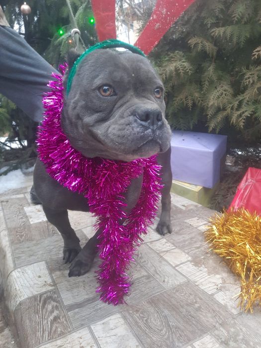 ПорОдиСтыЕ и Дворянины разных возрастов и окрасов