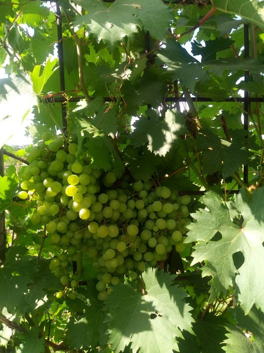 Две  дачи на кривом озере