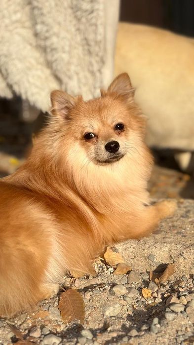 Пропала собака украли