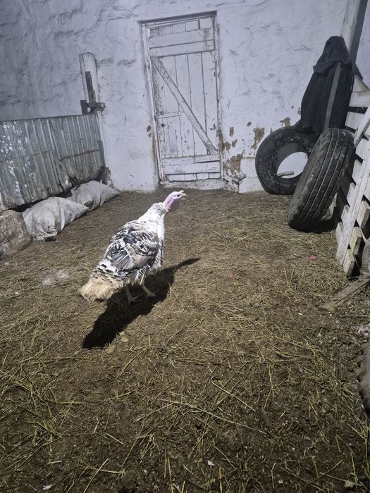 Продаётся индюки помесь разных пород