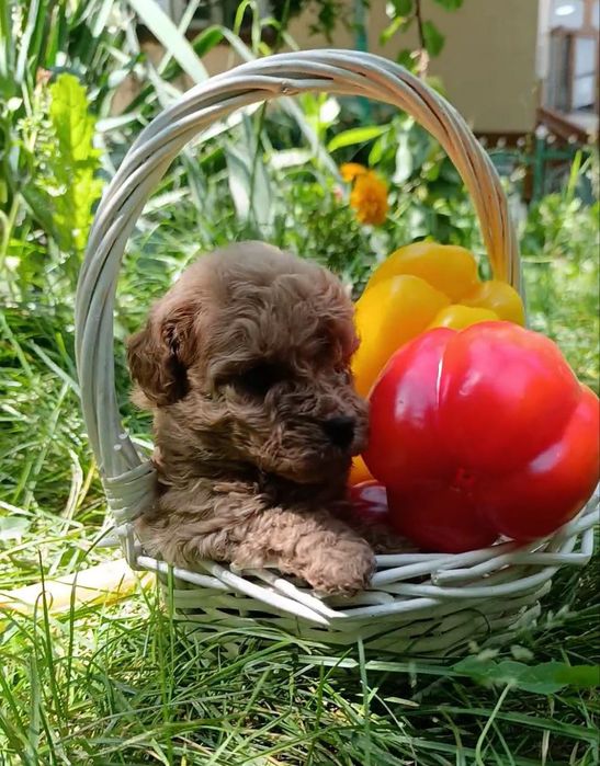 Готовятся к продаже щенки карликовый пудель.