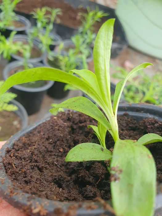 Студоустойчиви  многогодишни цветя