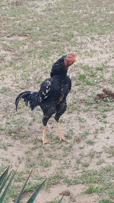 Империа шамо линиядан шу жўжа сотилади