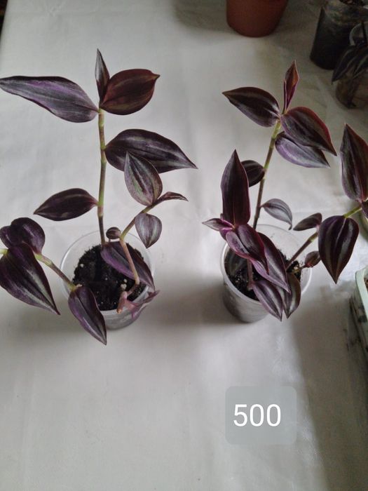 Продам комнатные растения