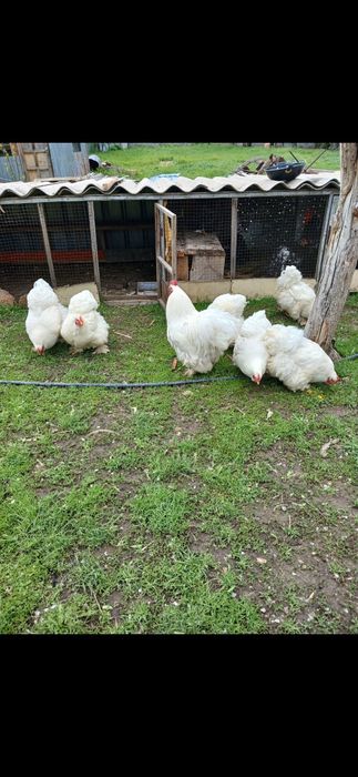 Продам цеплят кохинхин