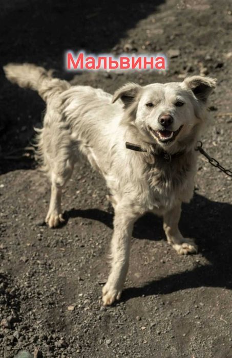 Дарю в добрые и ответственные руки