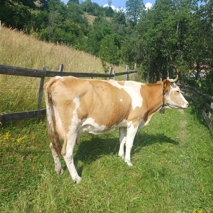 Vand vaca bălțată cu vitea