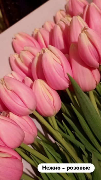 Тюльпаны Голландские