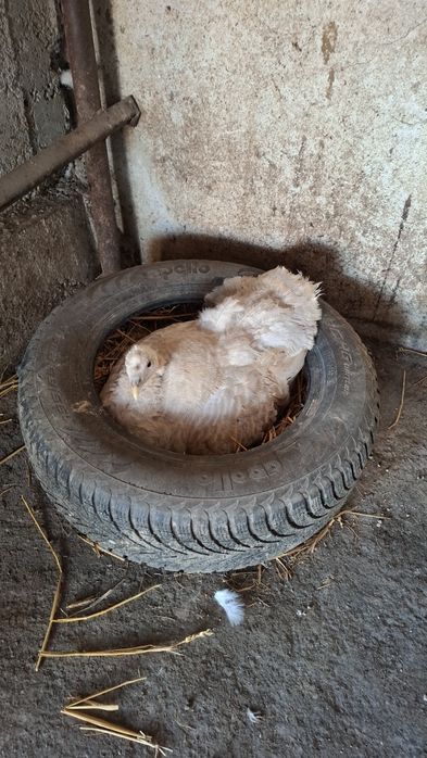 Домашни    Пуйки