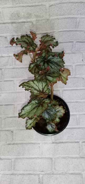 Продам излишки растений недорого