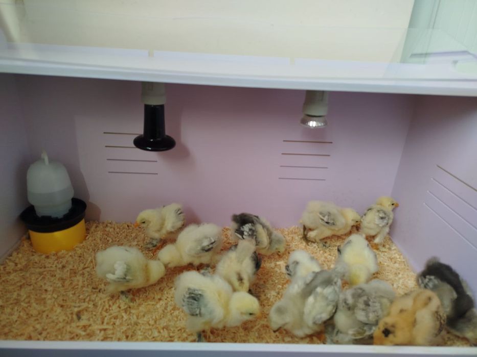 Тоза зоттор бромо