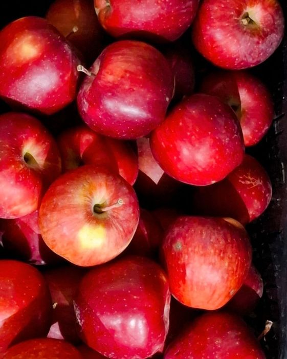 Продам яблоки сорт Американка. Первый и второй сорт