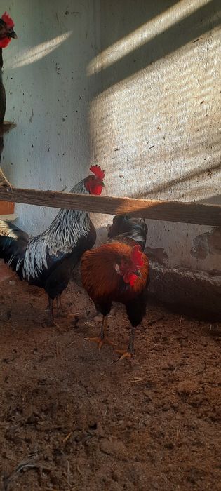 Rangli xorozlar tabiy ochirilgan inkubatsa emas