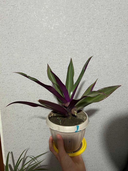 Продам цветы комнатные