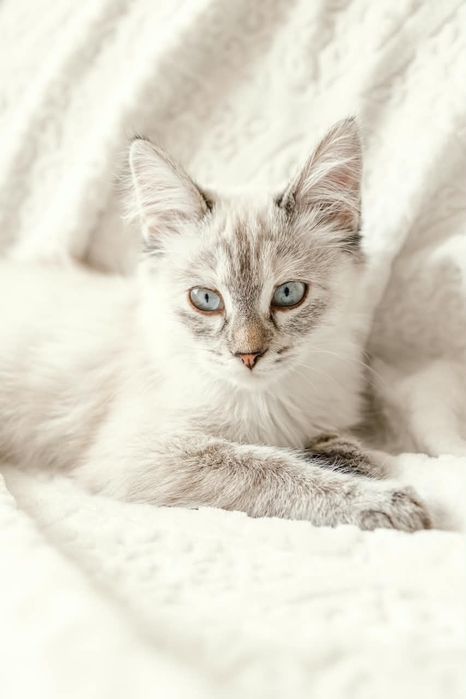 Котенок Айва ищет свой дом!