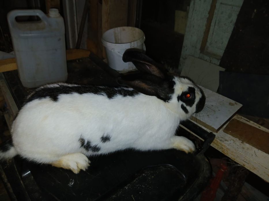 Vand iepuri fluture german