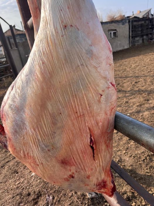 Мясо конина, говядина туша, полтуша