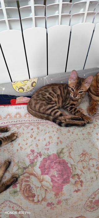 Бенгальсеие котята