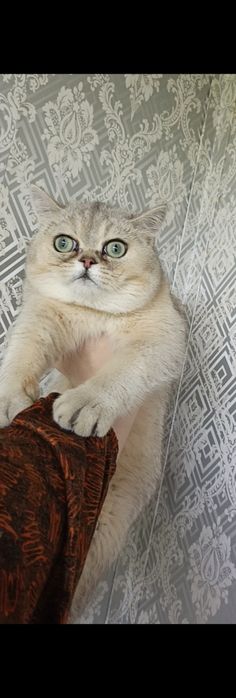 Britanskiy shinshilla sotiladi