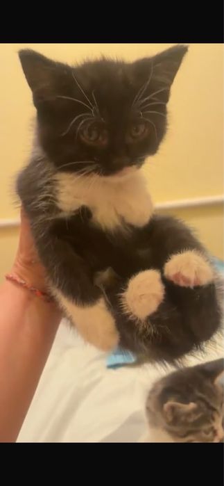 Отдам котят в хорошие руки, все девочки