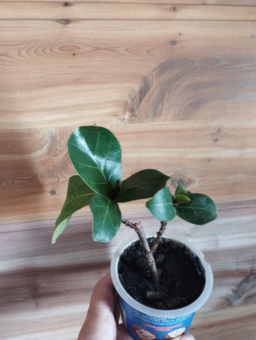 Продаю комнатные цветы