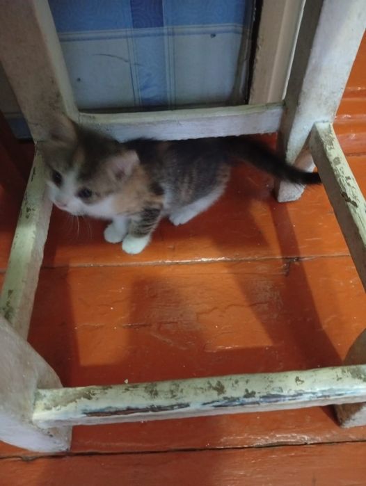 котенок отдам  к лотку приучин