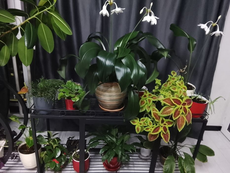 Комнатные цветы, распродажа