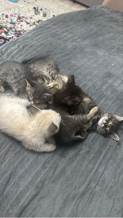 Отдам котят в добрые руки